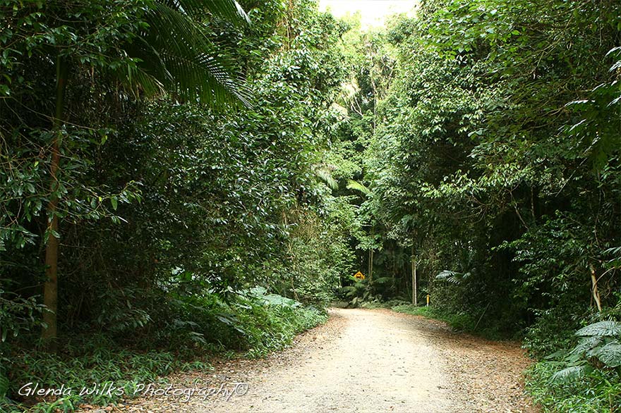 Mount Glorious Rainforest