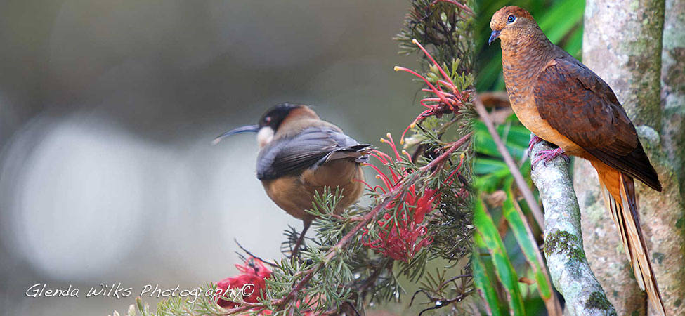 Bronze Chested Honey Eater