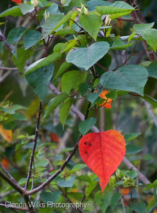 This is a bleeding heart tree - so named for the colouration